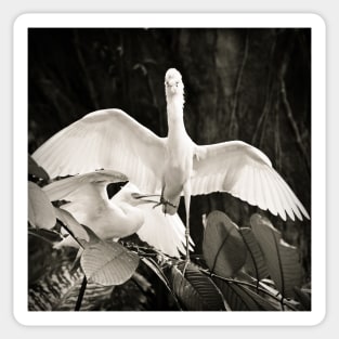 Cattle egret courtship display Sticker